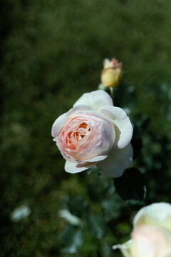 Pink and white fading rose