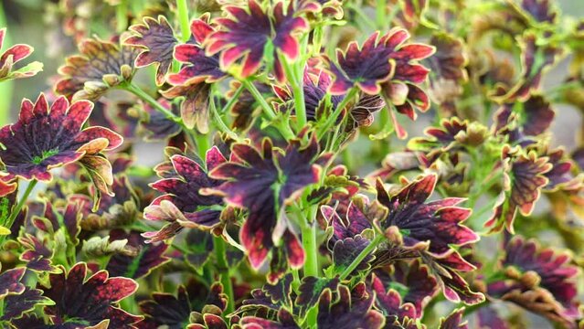 Coleus scutellarioides with a natural background