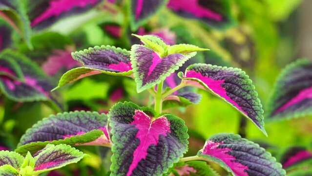 Coleus scutellarioides with a natural background