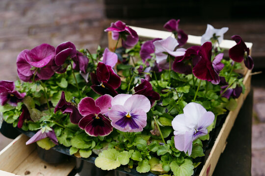 Seedlings of summer flowers.