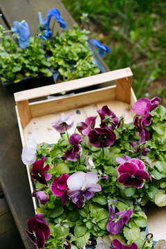 Summer gardening. 
