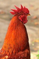 rooster in the farm