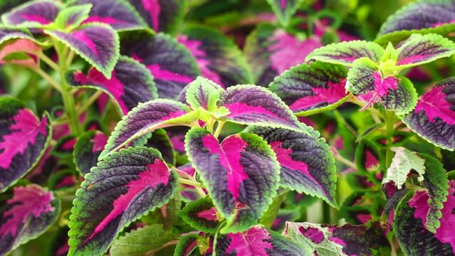Coleus scutellarioides with a natural background