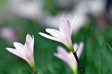 blossoming crocuses in spring