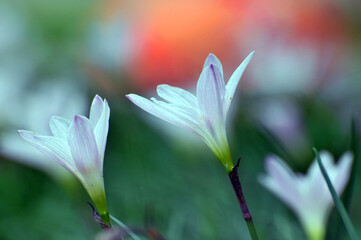 blossoming crocuses in spring