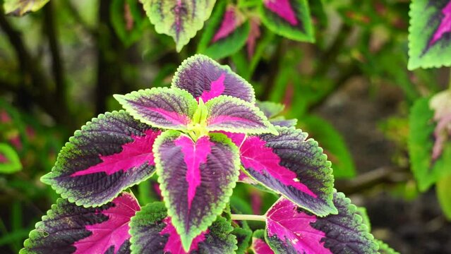 Coleus scutellarioides with a natural background