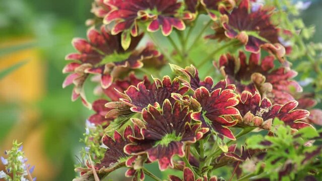 Coleus scutellarioides with a natural background