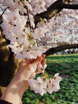 Hand holding blooming cherry blossom branch on sunny spring afternoon