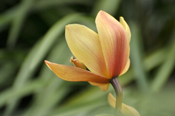 Closeup of Orchid flowers