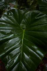 Naturaleza