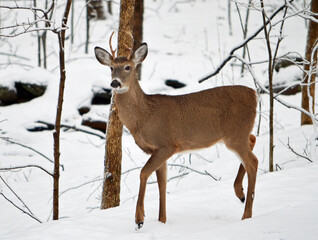 deer in winter forest
