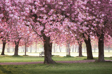 Cherry Trees in a Park in Early Morning