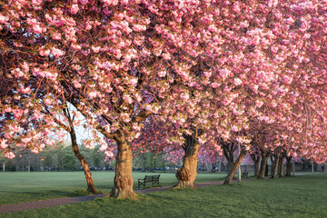 Cherry Trees in a Park in Early Morning