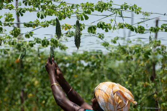 A farming lady picking up bitter gourd
