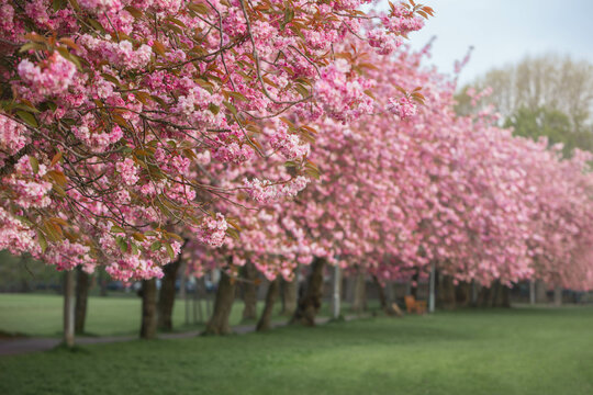 Cherry Trees in a Park in Early Morning