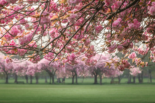Cherry Trees in a Park in Early Morning