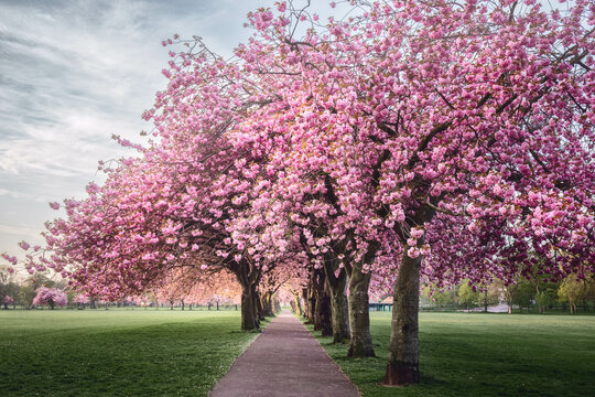 Cherry Trees in a Park in Early Morning