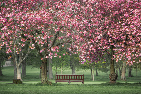 Cherry Trees in a Park in Early Morning