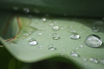 Raindrops on Tulip Leaf