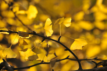 autumn ginkgo tree