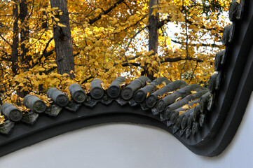 autumn ginkgo tree