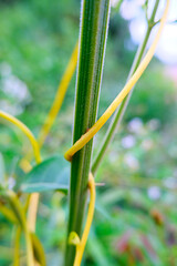 Selective focus 
Cuscuta, Dodder or Amarbel on a bush, a quarantine plant, a parasite. Dangerous weed in the garden, a pest of agriculture.