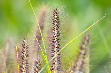 Foxtail flower