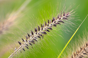 Foxtail flower