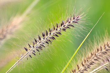 Foxtail flower