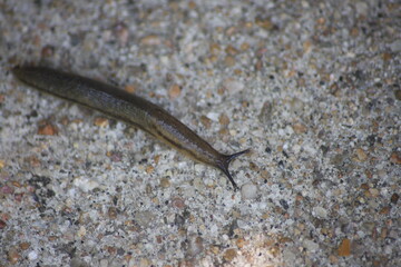 Slug on pavement