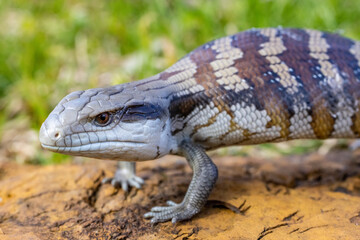 Australian Eastern Blue-tongue Lizard in defence posture