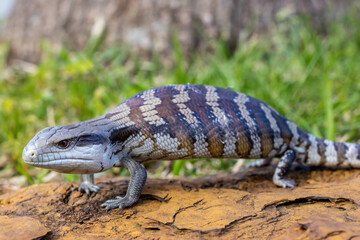 Australian Eastern Blue-tongue Lizard in defence posture