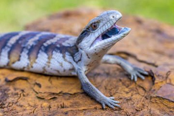 Australian Eastern Blue-tongue Lizard in defence posture