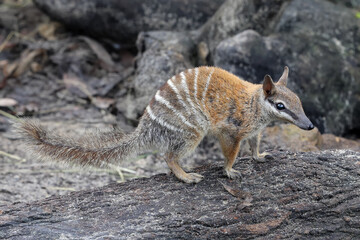 Australian Numbat standing  on log