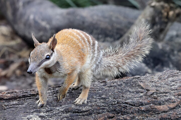 Australian Numbat standing  on log