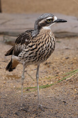 Australian Bush Stone Curlew