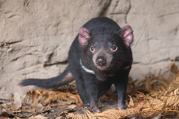 Tasmanian Devil in captive environment