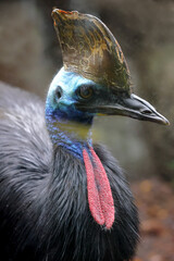 Close up of captive Southern Cassowary