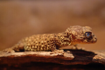 Close uu of Australian Prickly Knob-tailed Gecko