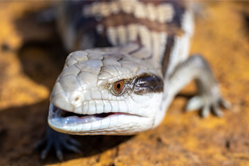 Fototapeta premium Close up of Australian Eastern Blue-tongue Lizard
