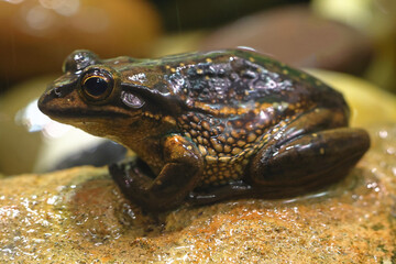 Close up of Green and Golden Bell Frog