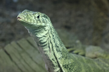 Close up of Australian Spencers's Monitor