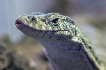 Close up of Australian Spencers's Monitor
