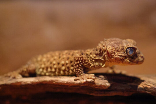 Close up of Australian Prickly Knob-tailed Gecko