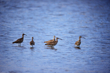 アメリカオオソリハシシギ