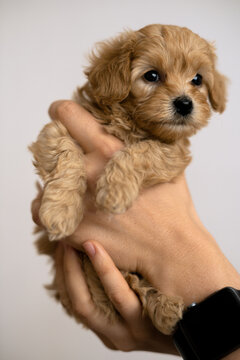 Woman owners hand holding a small puppy