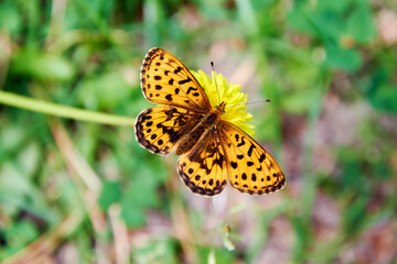 Small orange butterfly on a dandelion in the field. Animals in the wild