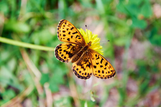 Fototapeta Small orange butterfly on a dandelion in the field. Animals in the wild