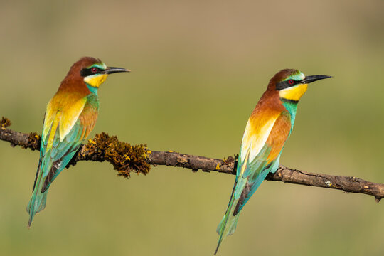 Bee-Eaters Perched On A Branch 