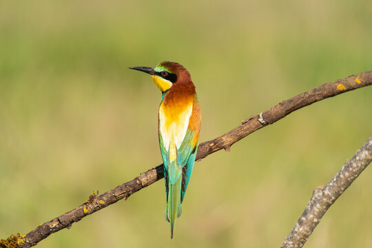 European Bee-Eater (Merops Apiaster)  
